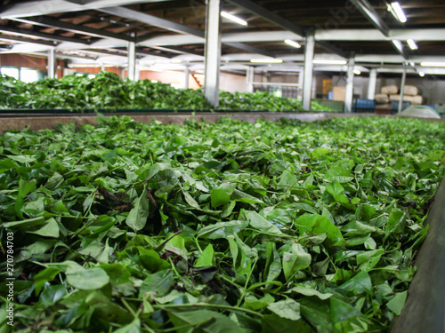 Fermentation of tea leaves, drying process in a factory in Sri Lanka 