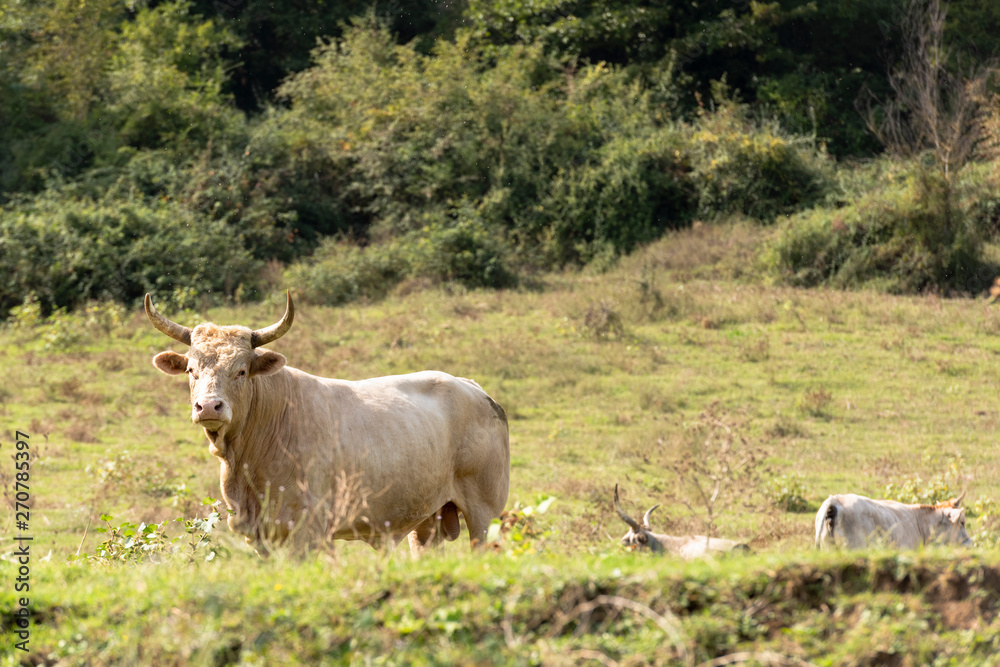 isolated bull grazing in the countryside, Italy isolated bull grazing in the countryside, Italy