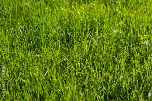 close view of green grass