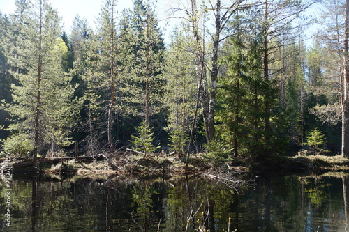 It s spring. River. On the banks of the river pine  birch  spruce. Trees are reflected in the water. The day is clear  Sunny.