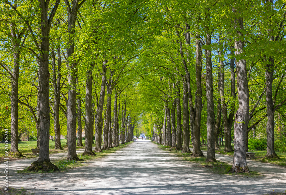 green corridor, tree alley, Esterhaza, Hungary 스톡 사진 Adobe Stock