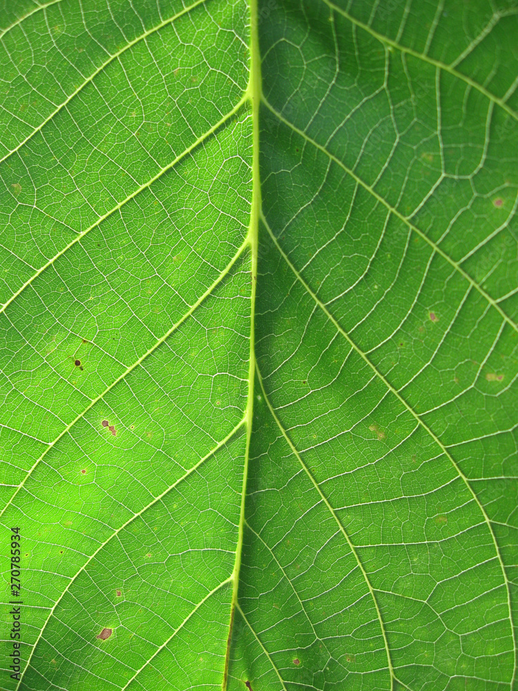 Macro photo of natural green leaf sunlit backlight Macro photo of natural green leaf sunlit backlight