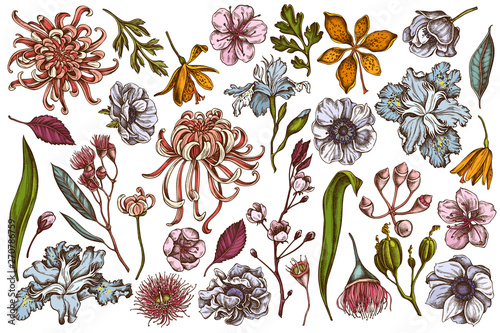 Vector set of hand drawn colored  japanese chrysanthemum, blackberry lily, eucalyptus flower, anemone, iris japonica, sakura