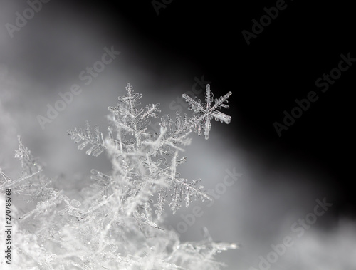 snowflake, little snowflake on the snow