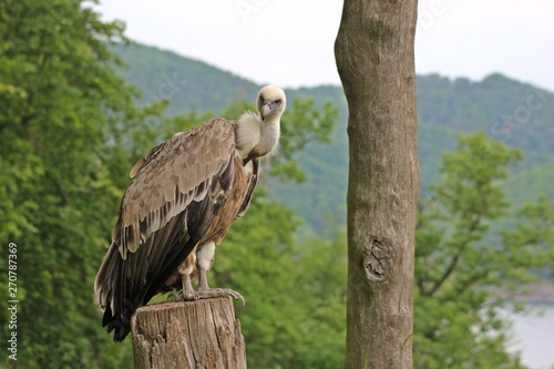 Gänsegeier (Gyps fulvus) am Edersee © Schmutzler-Schaub