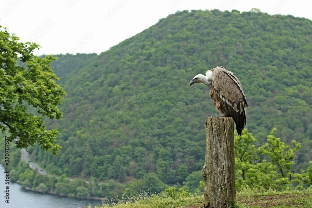 Fototapeta premium Gänsegeier (Gyps fulvus) am Edersee