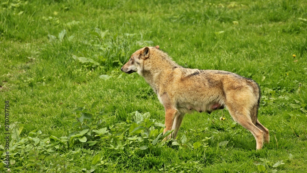 Europäische Wölfin (Canis lupus) mit Gesäuge Europäische Wölfin (Canis lupus) mit Gesäuge