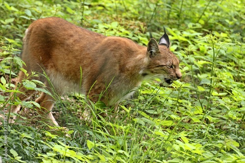 Luchs (Lynx lynx)