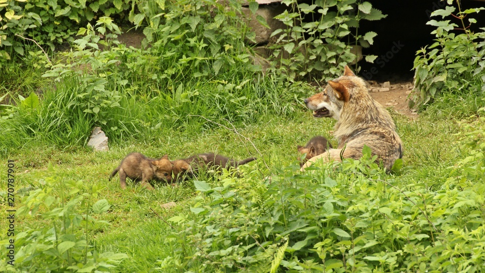 Männlicher Europäischer Wolf (Canis lupus) mit seinen fünf Wochen alten Welpen Männlicher Europäischer Wolf (Canis lupus) mit seinen fünf Wochen alten Welpen