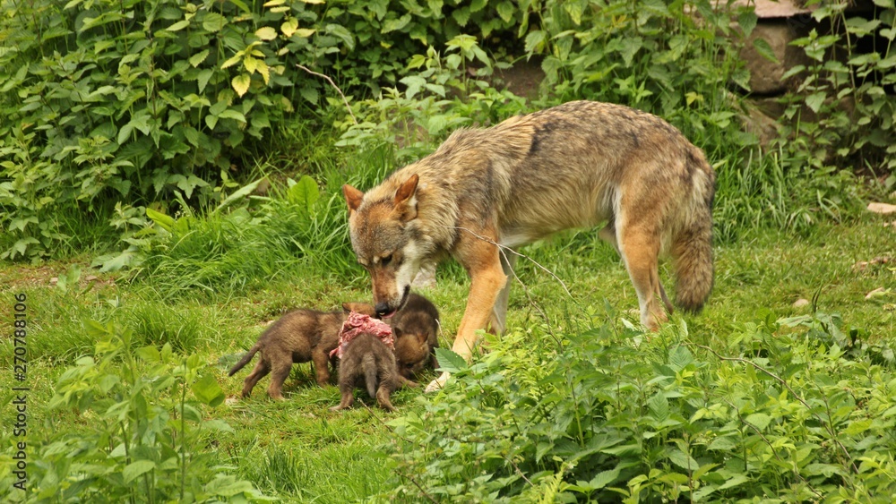 Männlicher Europäischer Wolf (Canis lupus) mit seinen fünf Wochen alten Welpen Männlicher Europäischer Wolf (Canis lupus) mit seinen fünf Wochen alten Welpen