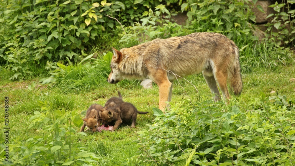 Männlicher Europäischer Wolf (Canis lupus) mit seinen fünf Wochen alten Welpen Männlicher Europäischer Wolf (Canis lupus) mit seinen fünf Wochen alten Welpen