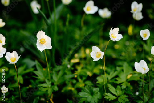 Anemone sylvestris - white spring flowers in spring garden