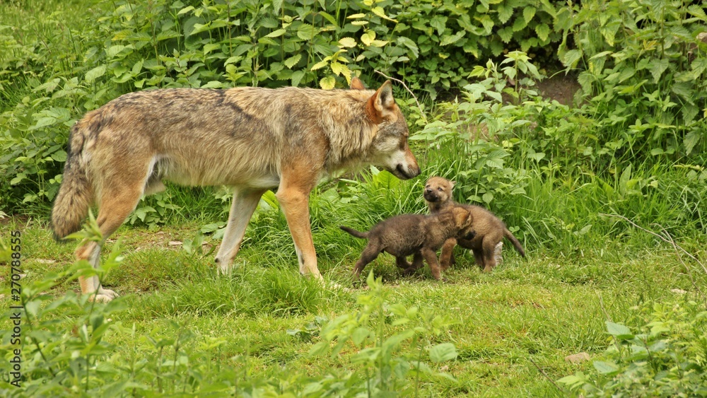 Männlicher Europäischer Wolf (Canis lupus) mit seinen fünf Wochen alten Welpen Männlicher Europäischer Wolf (Canis lupus) mit seinen fünf Wochen alten Welpen