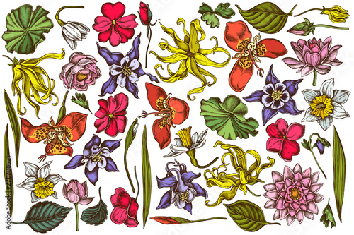 Vector set of hand drawn colored  ylang-ylang, impatiens, daffodil, tigridia, lotus, aquilegia