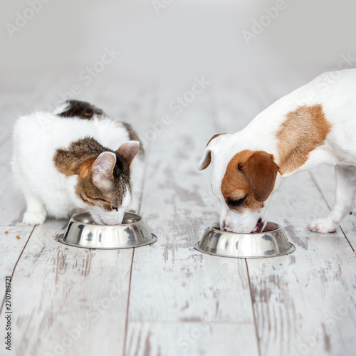 Photography Dog and cat eats food from bowl