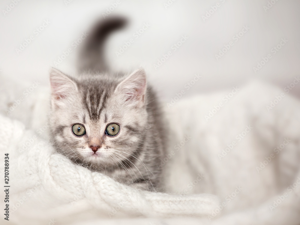 Curious gray kitten