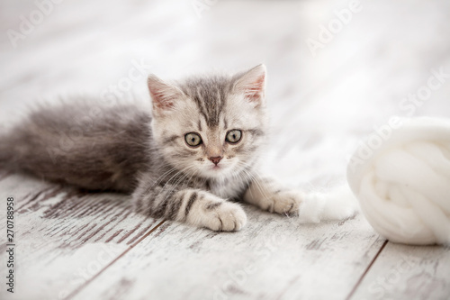 Curious gray kitten