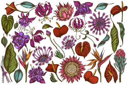Vector set of hand drawn colored  african daisies, fuchsia, gloriosa, king protea, anthurium, strelitzia