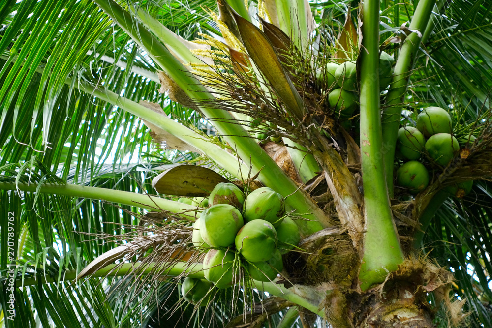 Fototapeta premium Sweet coconut tree in garden
