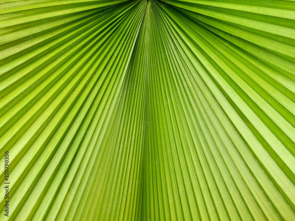 green palm leaf with line texture green palm leaf with line texture