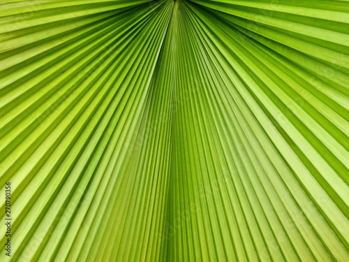 green palm leaf with line texture
