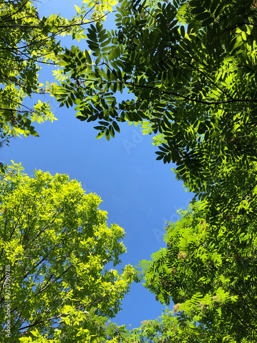 green leaves blue sky nature