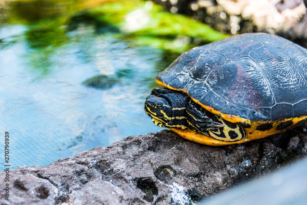 Obraz premium Turtle crawl on timber