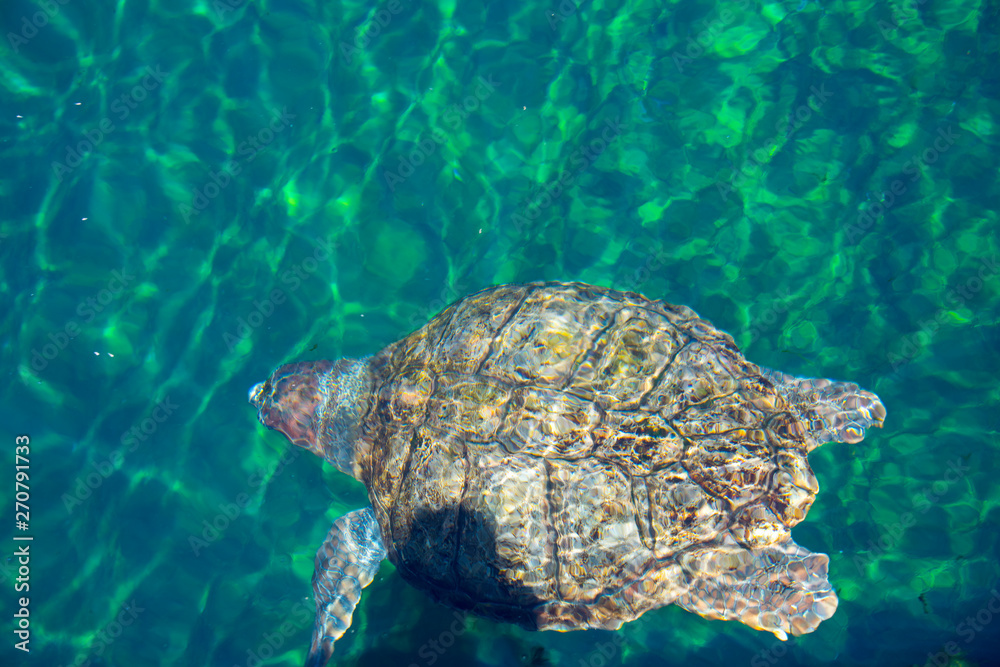 Obraz premium Green Turtle