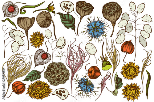 Vector set of hand drawn colored  black caraway, feather grass, helichrysum, lotus, lunaria, physalis