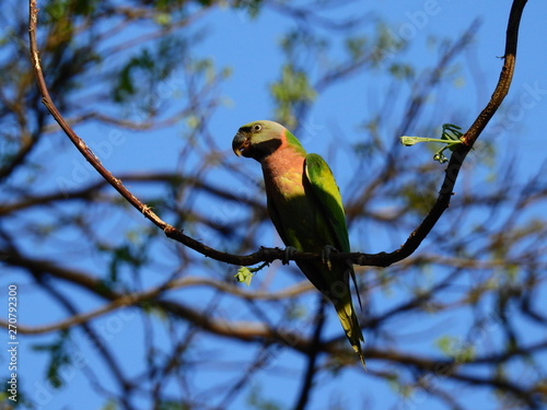 famale red-breasted parakeet ( Psittacula alexandri ) on tree in nature photo