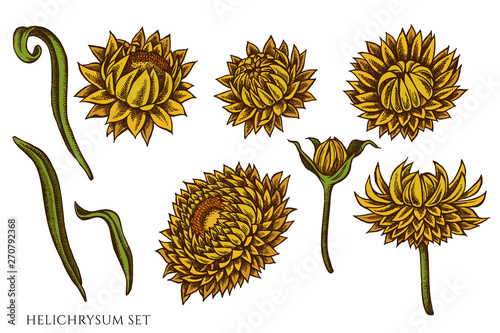 Vector set of hand drawn colored  helichrysum