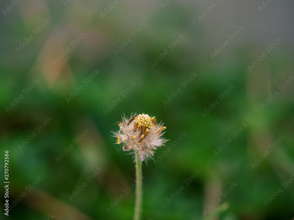 close up shot of Spanish needle or Black-jack white flower with blurred background in thailand close up shot of Spanish needle or Black-jack white flower with blurred background in thailand