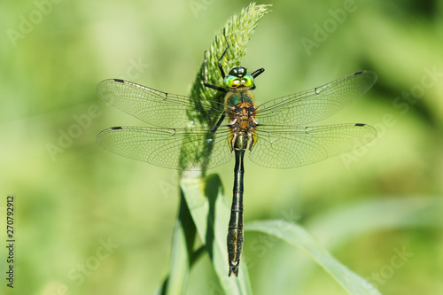 male dragonfly Downy Emerald, copy space
