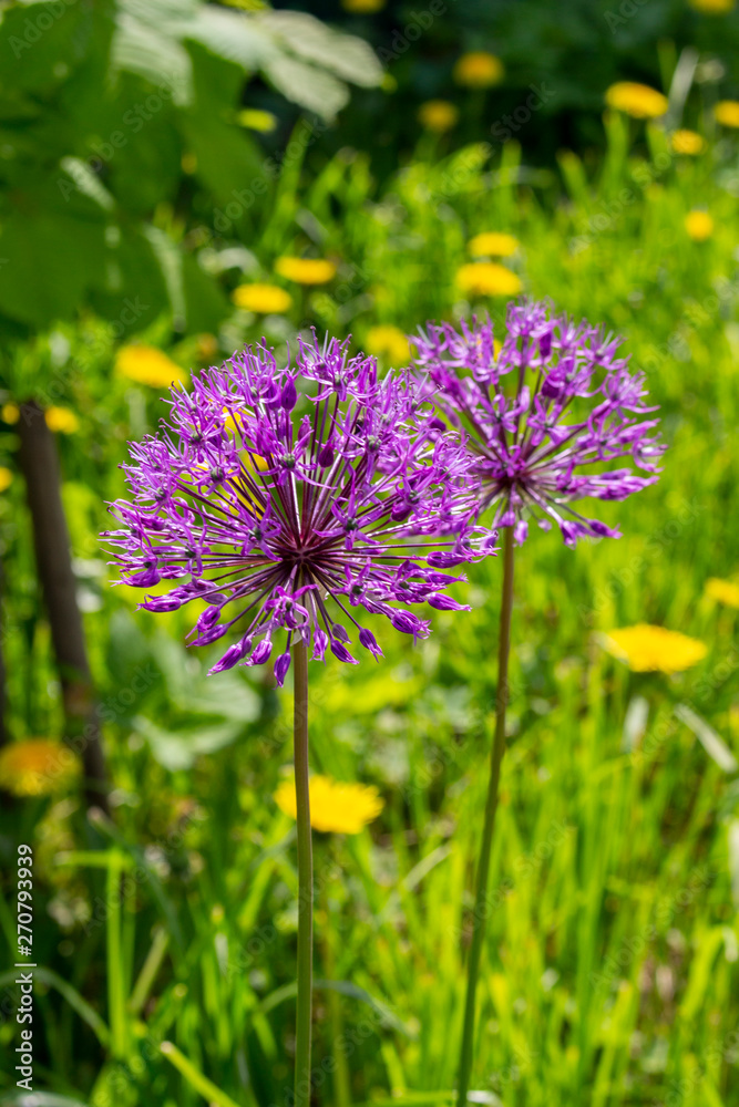 Wild onion blooms in mauve lilac purple flowers, blooming onions on a background of green grass. Edible plants during flowering Wild onion blooms in mauve lilac purple flowers, blooming onions on a background of green grass. Edible plants during flowering