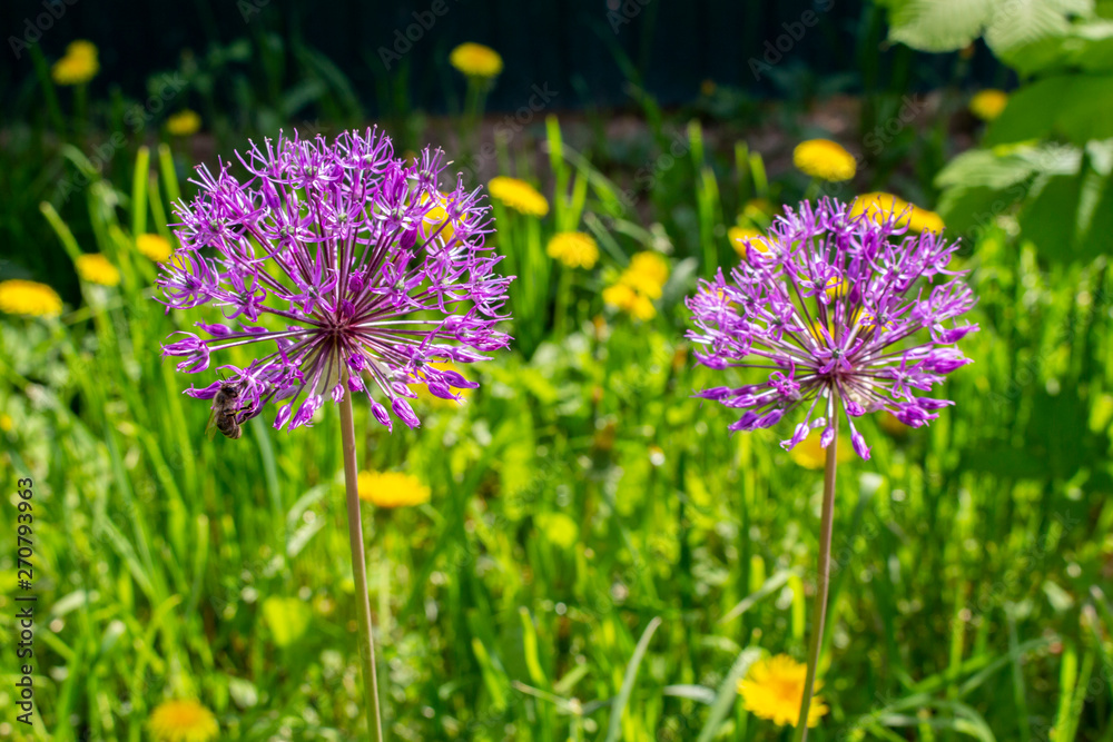 Purple lilac hats of flowering garden onions, flowering of green plants of green onions, the formation of onion seeds Edible plants during flowering Purple lilac hats of flowering garden onions, flowering of green plants of green onions, the formation of onion seeds Edible plants during flowering