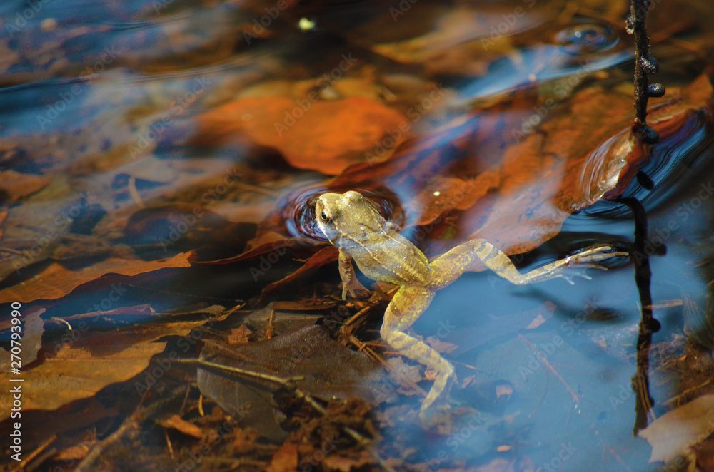 Fototapeta premium Frosch