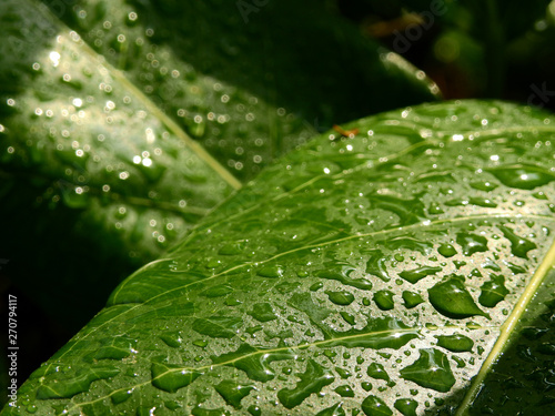 green leaf with water drop closeup