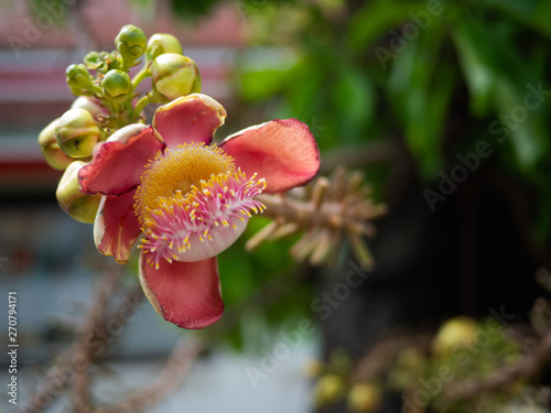 Sala flora or Shorea robusta flower on Cannonball Tree and the sal tree is revered by many Buddhist people around the world.Shorea robusta,Shorea robusta tree, Beautiful flower