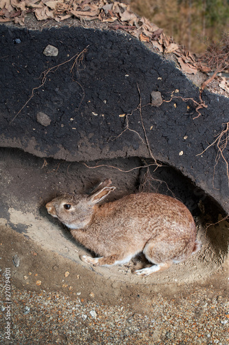 Photography Wild rabbit in a burrow. Animal den