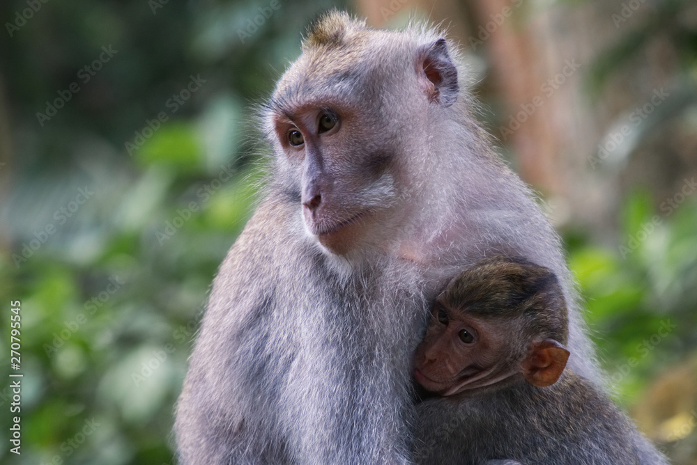 female monkey holding her baby