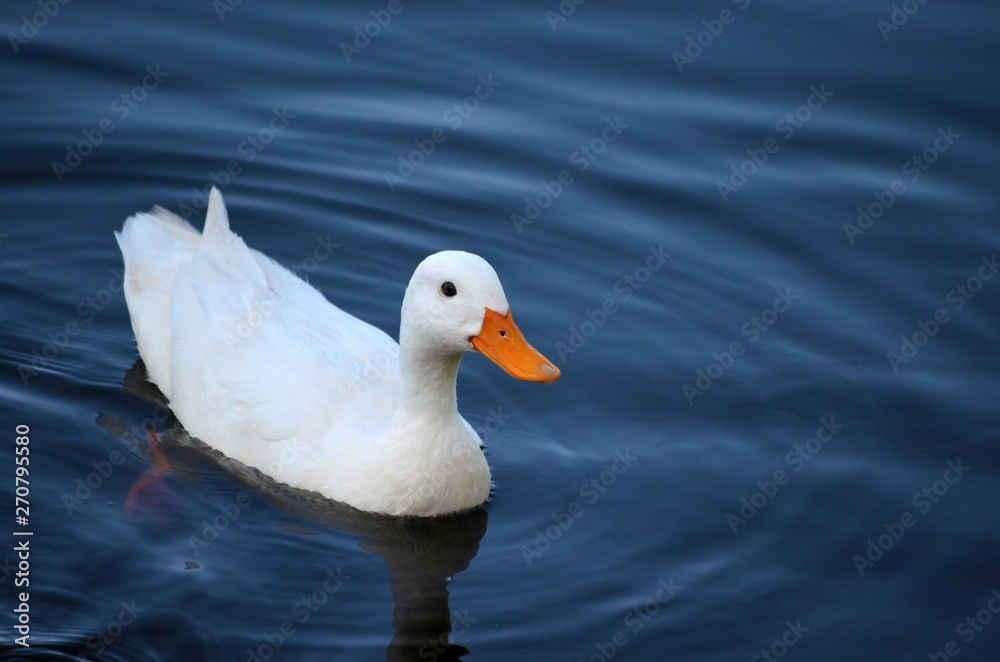 Ente Ente