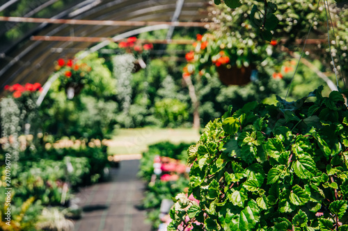 Fototapeta Naklejka Na Ścianę i Meble -  Outdoor Greenhouse Full of Colorful Plants