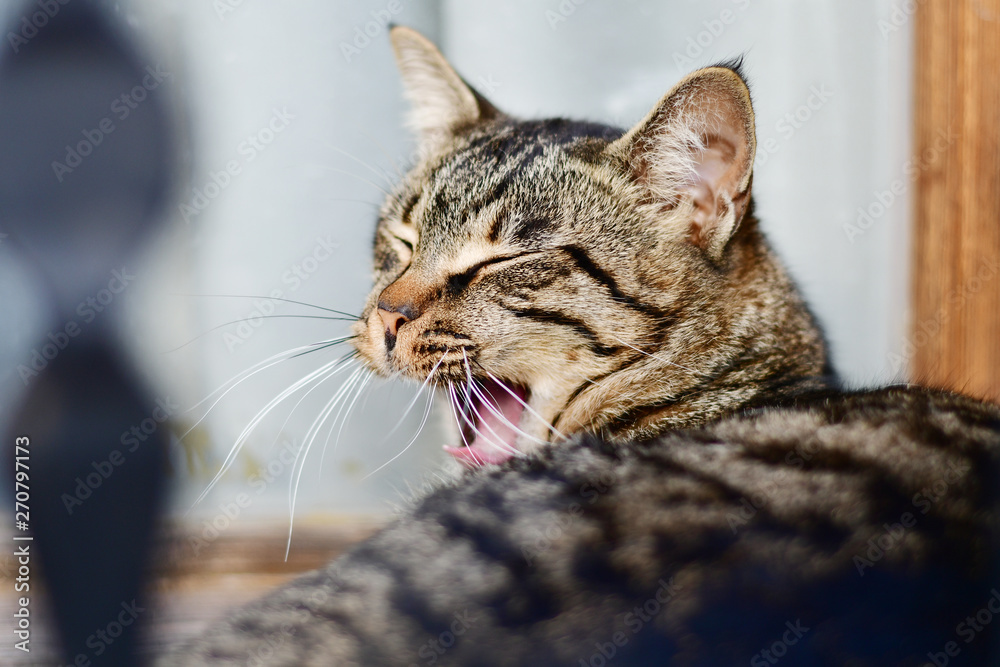 Portrait of big grey cat yawning closeup