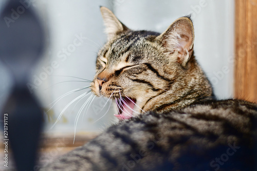 Portrait of big grey cat yawning closeup