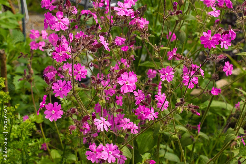 Flowers on a Silene Dioica plant, also known as Red Campion and Red Catchfly