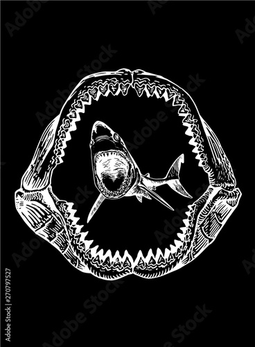 Graphical shark in megalodon jaw isolated on black backgrond, vector sea-food illustration	