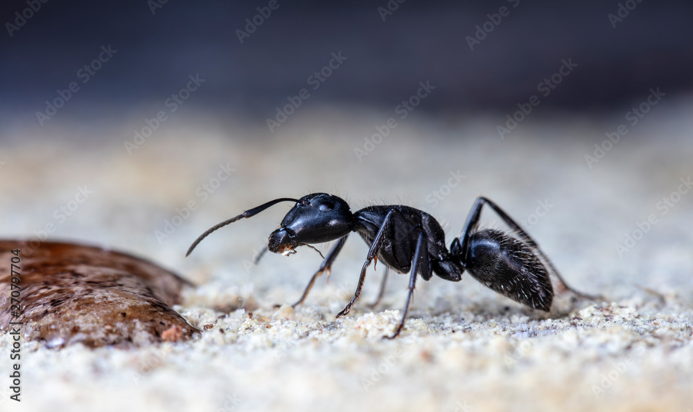 big forest ants in a native habitat big forest ants in a native habitat