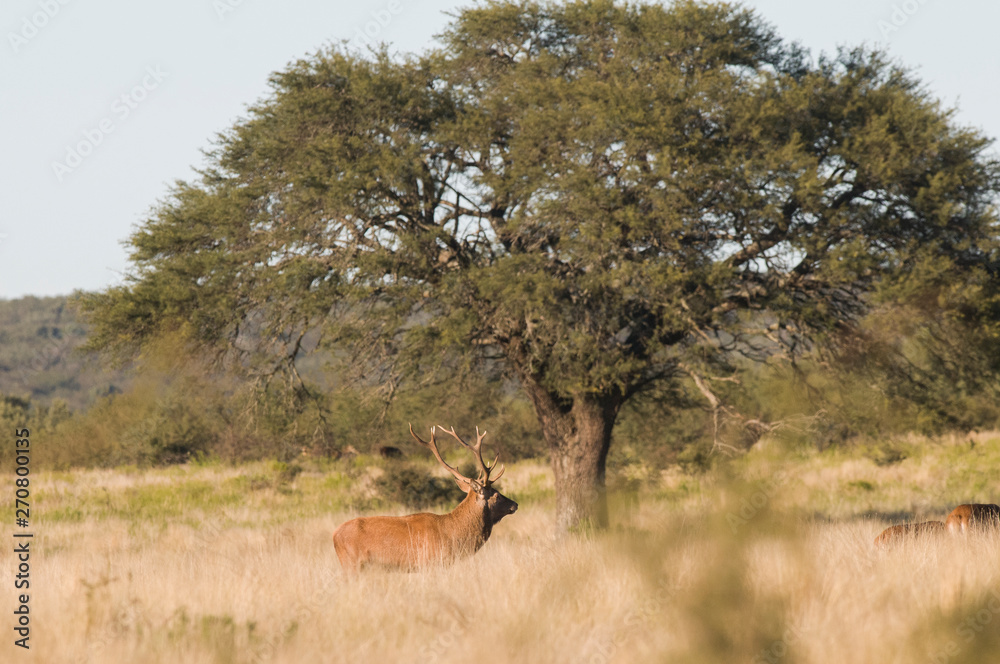 Red Deer in calden forest environment, Pampas, Argentina
