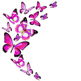 butterfly80