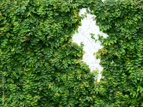 green ivy plant cover on the wall